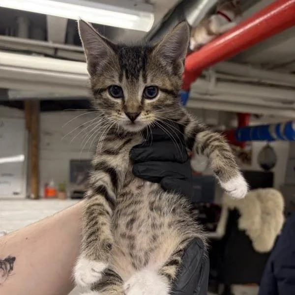 Wax Bean thumbnail 3