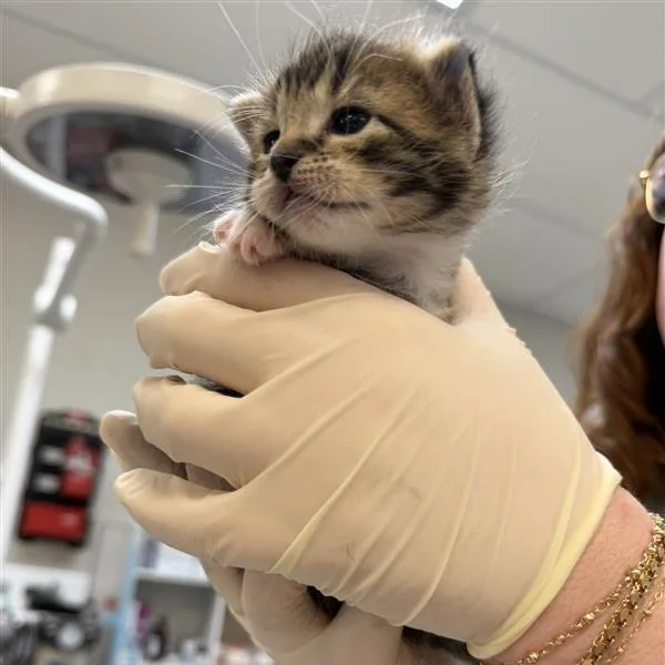 Wax Bean thumbnail 4