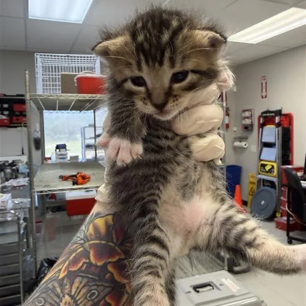 Wax Bean thumbnail 5