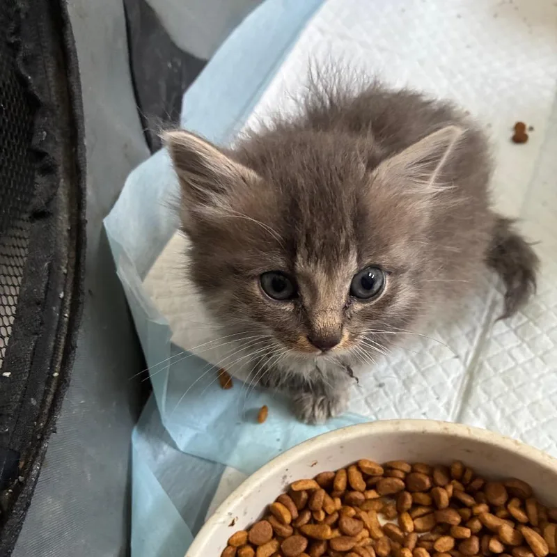 A baby small-sized female Domestic Long Hair cat named Peony In Manchester  for adoption in Alexandria, VA