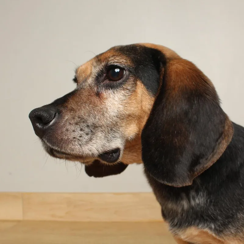 Snoopy D thumbnail 4