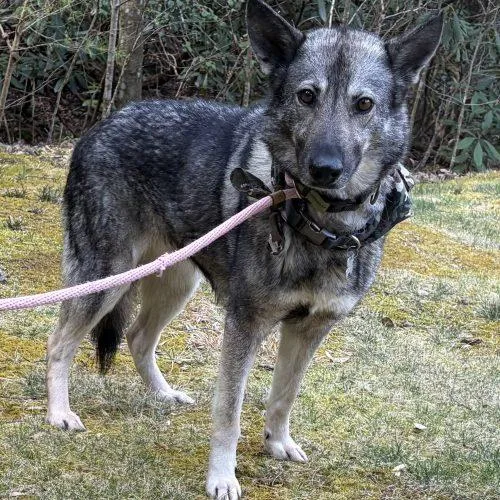 Shiloh