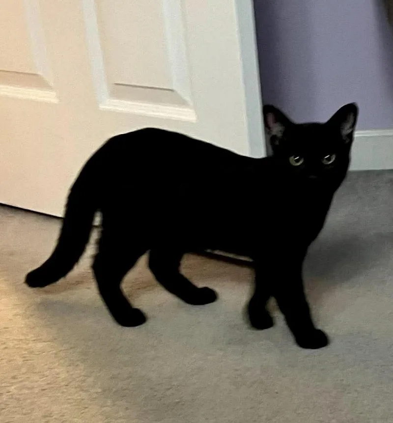 A baby medium-sized male Black Domestic Short Hair cat named Patrick Henry AND John for adoption in Gonic, NH