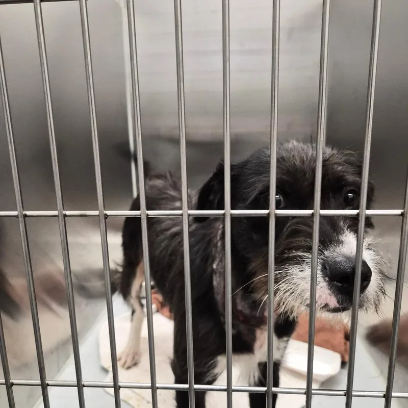 An adult medium-sized male Black Wirehaired Terrier dog named Brewski for adoption in Montgomery, AL