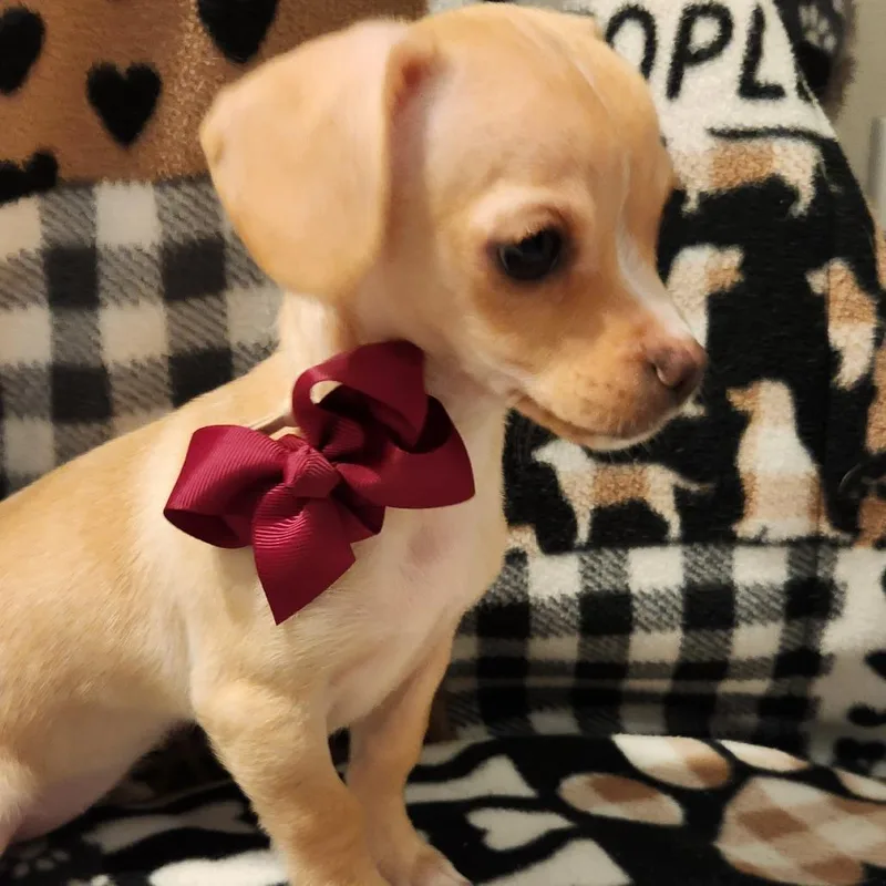 A baby small-sized female White / Cream Chihuahua dog named Moxie for adoption in Centralia, WA