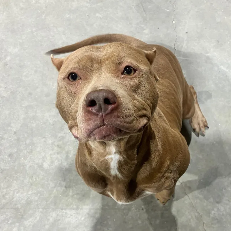 An adult medium-sized female Pit Bull Terrier dog named Petunia for adoption in Portage, MI
