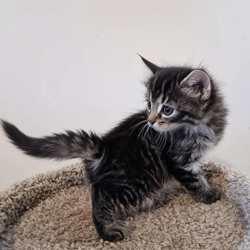 A baby small-sized male Orange / Red Domestic Short Hair cat named Snicker for adoption in Jefferson city, TN