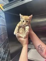 A young medium-sized male Orange / Red Domestic Short Hair cat named Mr. Worldwide for adoption in Harrisonville, MO