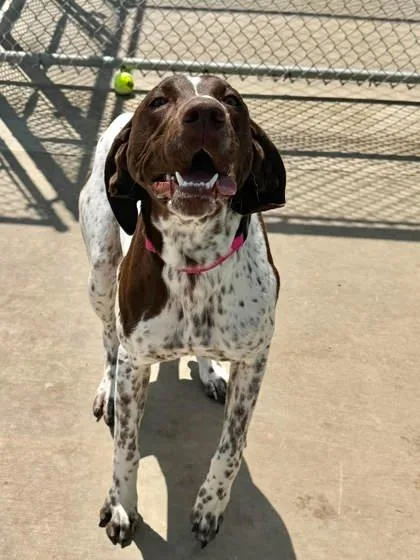 A young large-sized female German Shorthaired Pointer dog named Willow for adoption in Aberdeen, SD