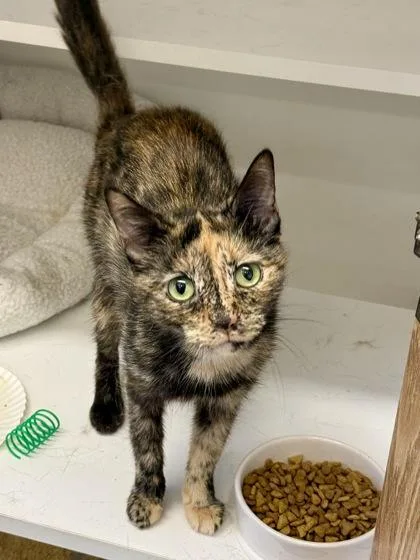 An adult small-sized female Tortoiseshell cat named Rosita for adoption in Downers Grove, IL