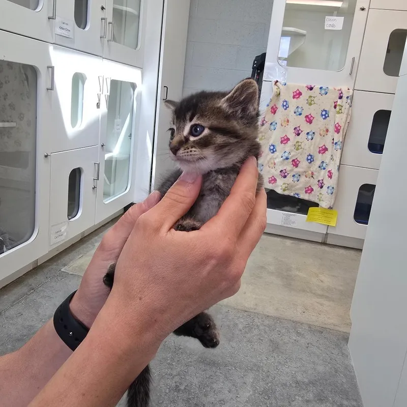 A baby small-sized male Brown / Chocolate Domestic Short Hair cat named Button for adoption in Jasper, IN