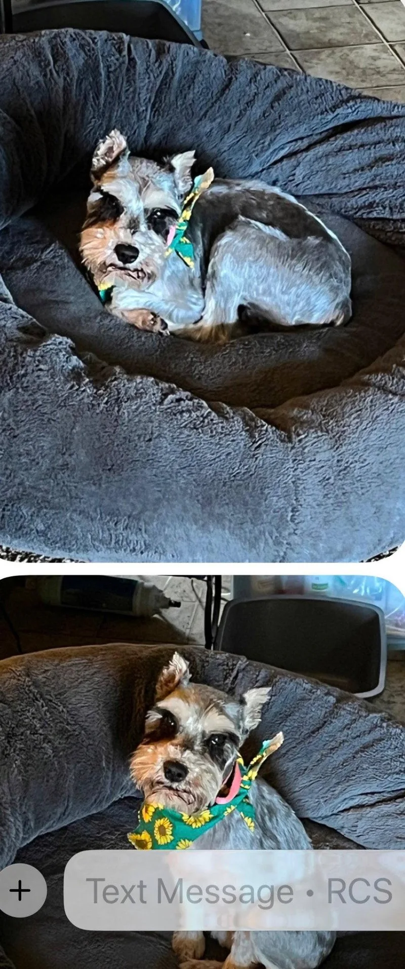 An adult small-sized female Schnauzer dog named Missy for adoption in Prague, OK