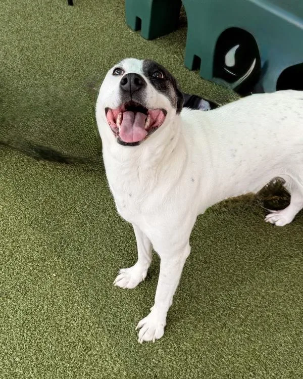 An adult medium-sized female Border Collie dog named Phoebe for adoption in Canton, GA