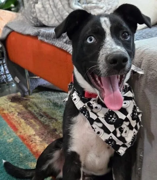 A baby large-sized male Tricolor (Brown, Black, & White) Labrador Retriever dog named Hunter for adoption in Richardson, TX