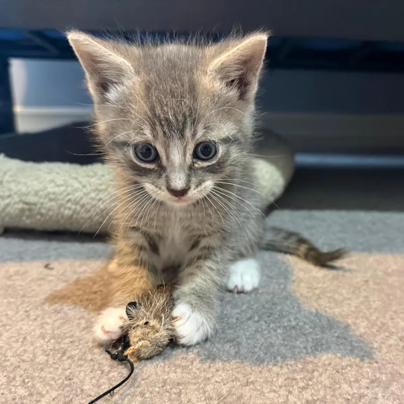 A baby small-sized male Gray / Blue / Silver Domestic Short Hair cat named Blanka for adoption in Redmond, WA