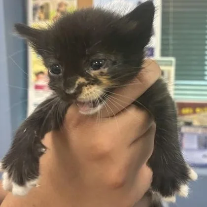 A young medium-sized female Tortoiseshell Domestic Short Hair cat named Stacie for adoption in Converse, TX