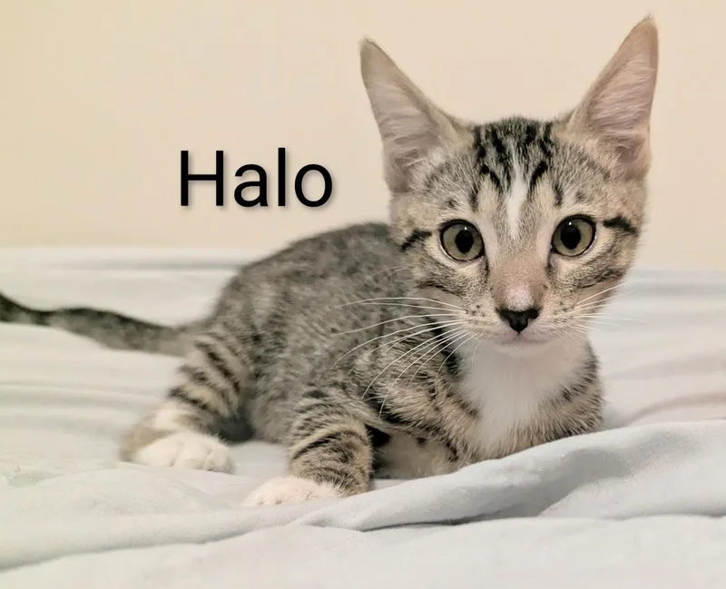 A baby medium-sized female Tabby (Brown / Chocolate) Domestic Short Hair cat named Halo for adoption in Fort Myers Beach, FL