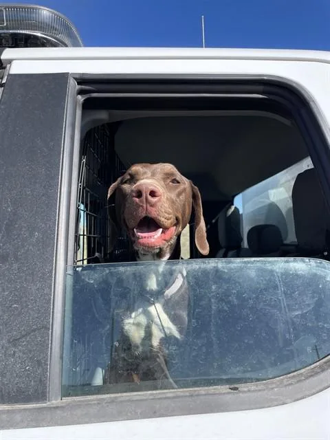 An adult large-sized female German Shorthaired Pointer dog named Raisen for adoption in Casper, WY