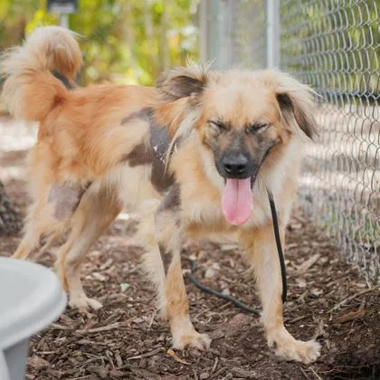 An adult medium-sized male Mixed Breed dog named Benji for adoption in Largo, FL