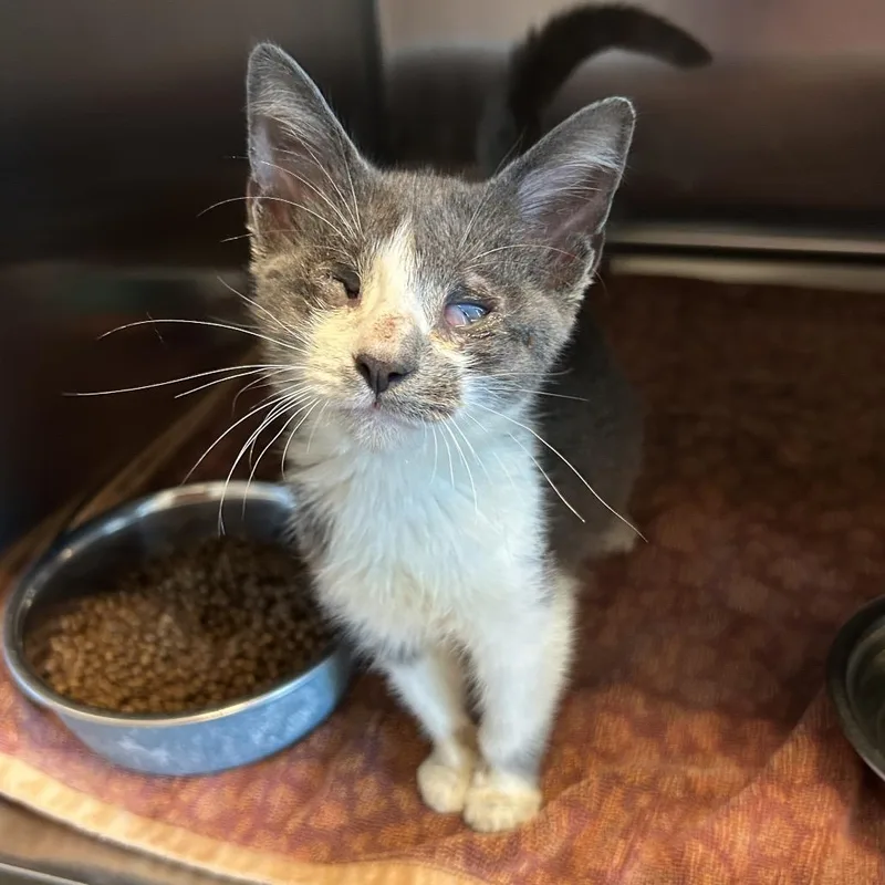 A baby small-sized male Gray / Blue / Silver Domestic Short Hair cat named Erc for adoption in Leander, TX