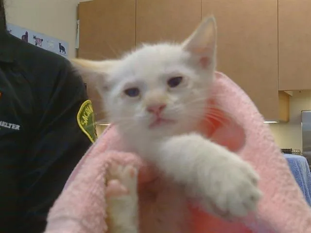 A baby small-sized female Domestic Short Hair cat named Maple for adoption in Sacramento, CA