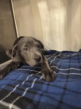 A baby medium-sized female Labrador Retriever dog named Sybil for adoption in Westland, MI