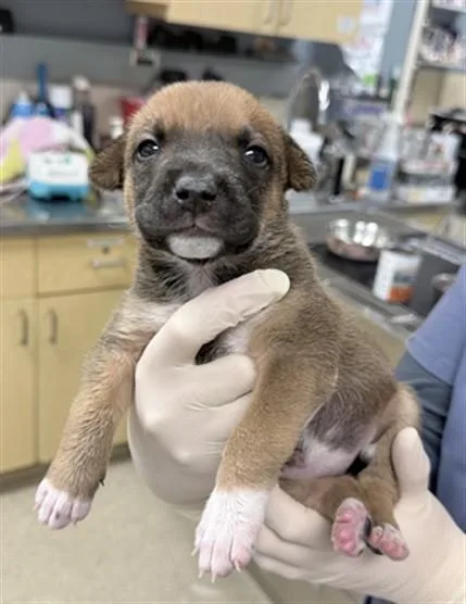 A baby small-sized female German Shepherd Dog dog named Pumbaa for adoption in Riverside, CA