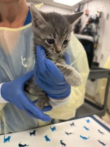 A baby small-sized male Domestic Short Hair cat named Bart for adoption in Washington, DC