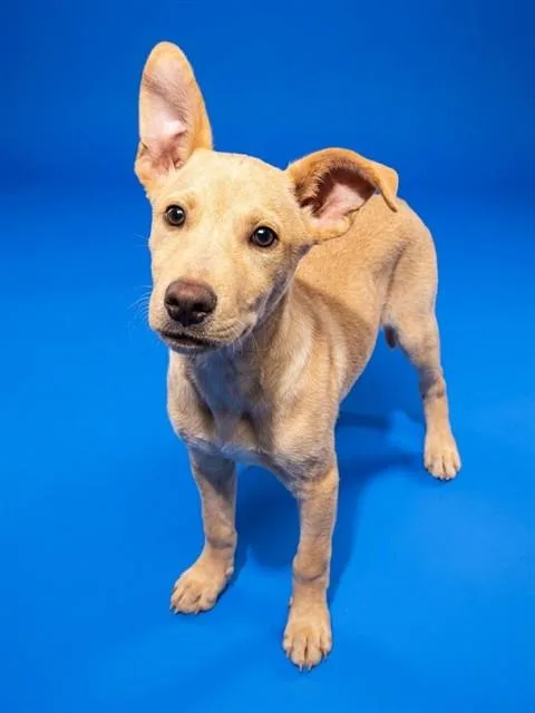 A baby small-sized male Mixed Breed dog named Peace for adoption in Jacksonville, FL