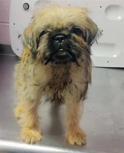 A baby small-sized male Yellow / Tan / Blond / Fawn Pekingese dog named 61296460 for adoption in El Paso, TX