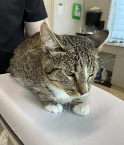 An adult large-sized male Domestic Short Hair cat named Ramsey for adoption in Lafayette, IN