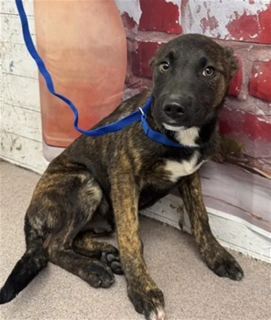 A young medium-sized male Belgian Shepherd / Malinois dog named Ziggy for adoption in San Bernardino, CA