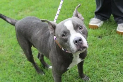 An adult large-sized male American Bulldog dog named Bird for adoption in Brunswick, GA