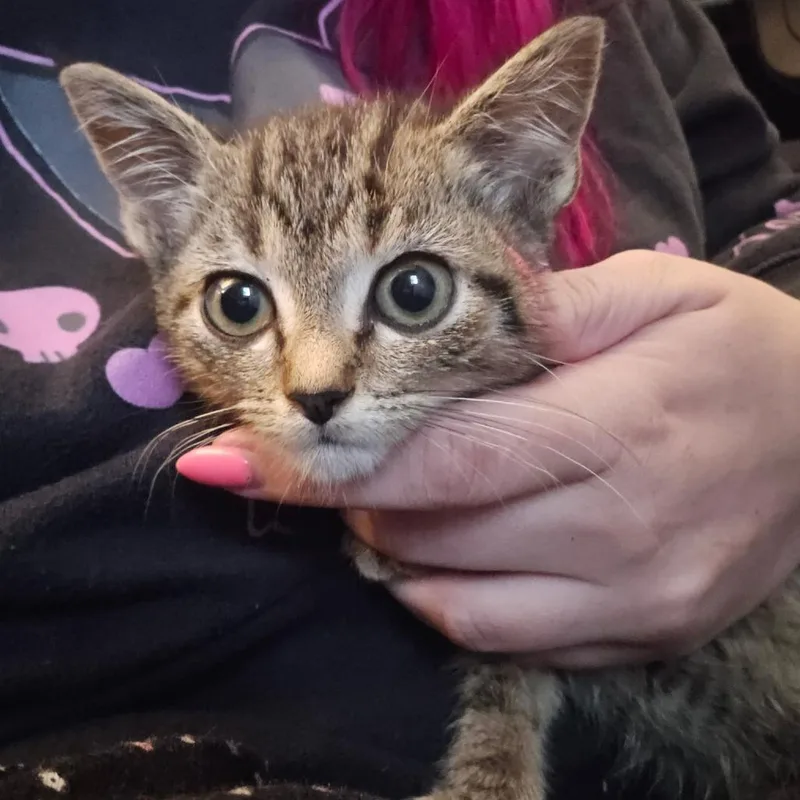A baby small-sized male Brown / Chocolate Domestic Short Hair cat named Duster for adoption in Marble, NC