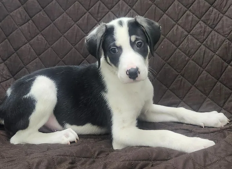 A baby medium-sized male Great Pyrenees dog named Jupiter for adoption in Little Rock, AR