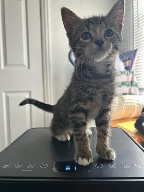 A baby small-sized male Domestic Short Hair cat named Camper HS for adoption in Peoria, IL
