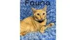 Fauna