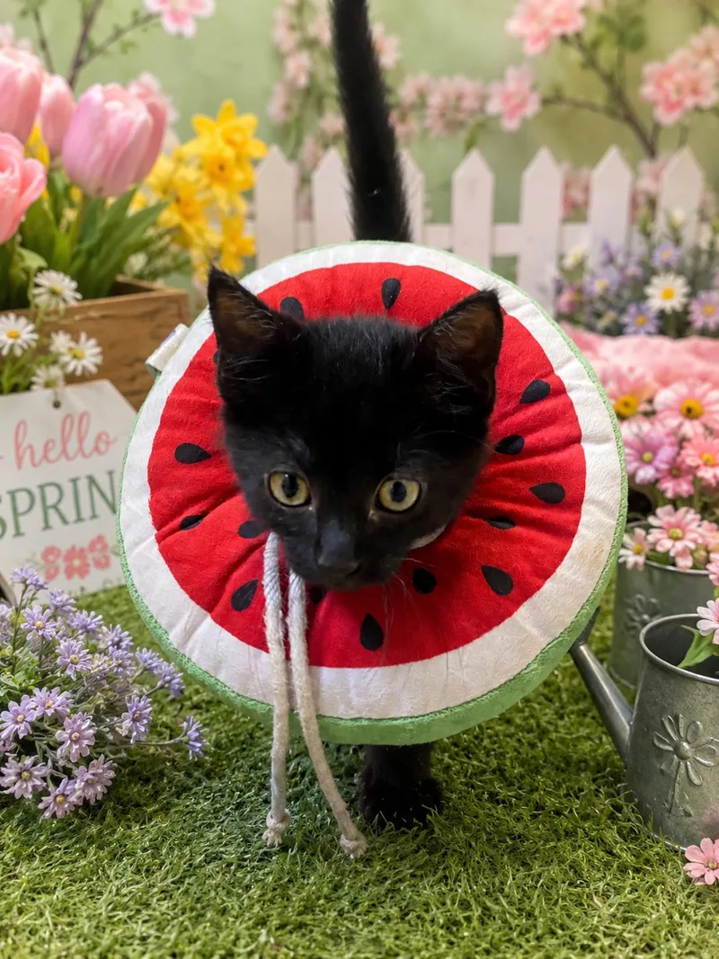 A young medium-sized male Black Domestic Short Hair cat named Justin for adoption in Belleville, MI