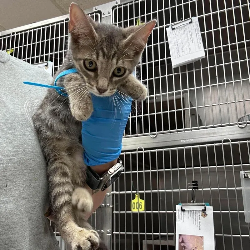 A baby small-sized male Gray / Blue / Silver Domestic Short Hair cat named Snuggles for adoption in Bastrop, TX