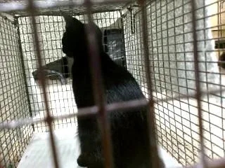 A young small-sized female Domestic Short Hair cat named Stinky for adoption in Miami, FL