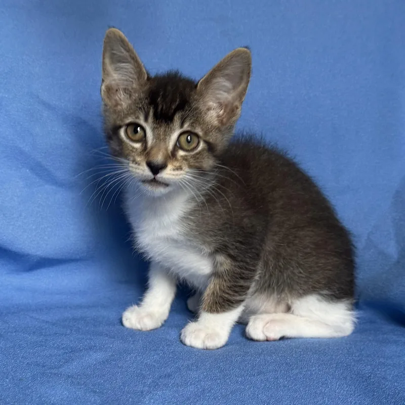A baby medium-sized male Domestic Short Hair cat named Tiny for adoption in Rowland Heights, CA