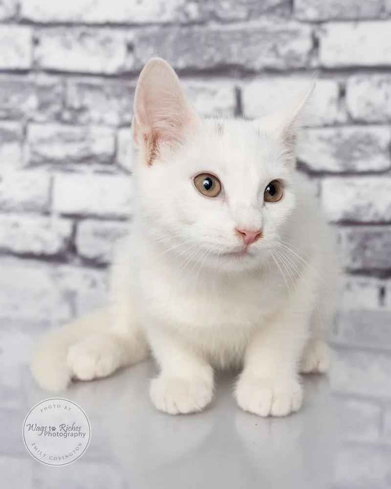 A baby medium-sized male White Domestic Short Hair cat named Fred for adoption in Tuscaloosa, AL