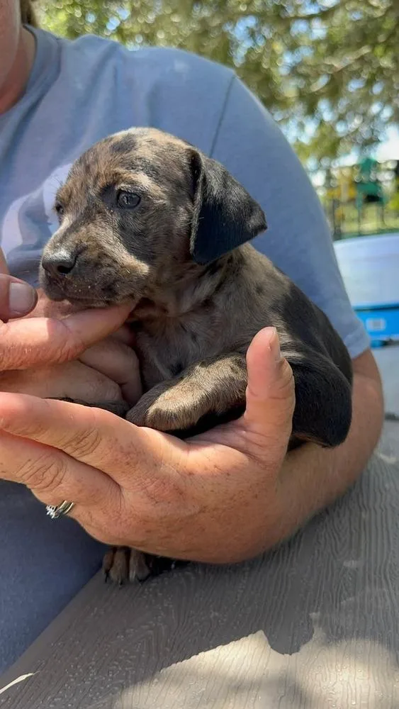 A baby small-sized female Merle (Blue) American Bulldog dog named Tutti Fruity for adoption in Lakeland, FL