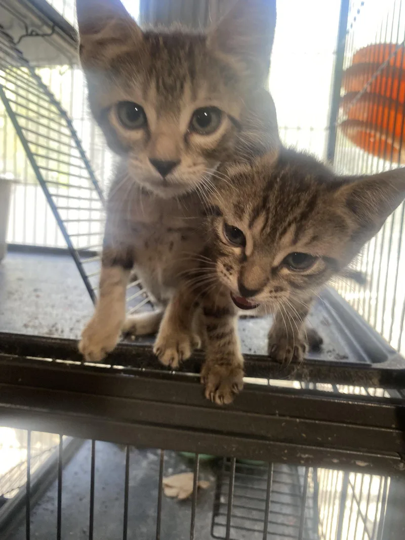 A baby medium-sized male Domestic Short Hair cat named Hazy for adoption in Tampa, FL