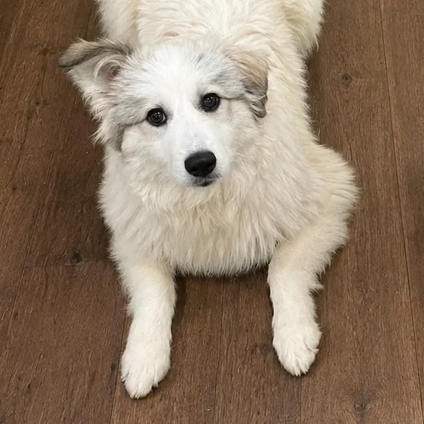 A young medium-sized female Great Pyrenees dog named Daisy Posy for adoption in Atlanta, GA