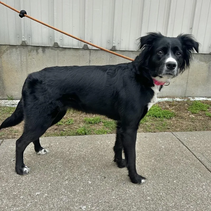 An adult medium-sized female Black Labrador Retriever dog named Lola for adoption in Warrensburg, MO