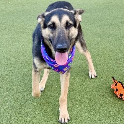 An adult large-sized male German Shepherd Dog dog named Pita for adoption in Largo, FL
