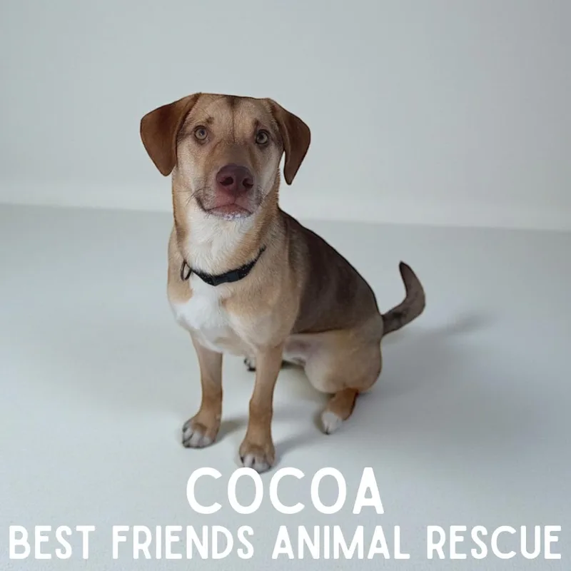 Cocoa thumbnail 6