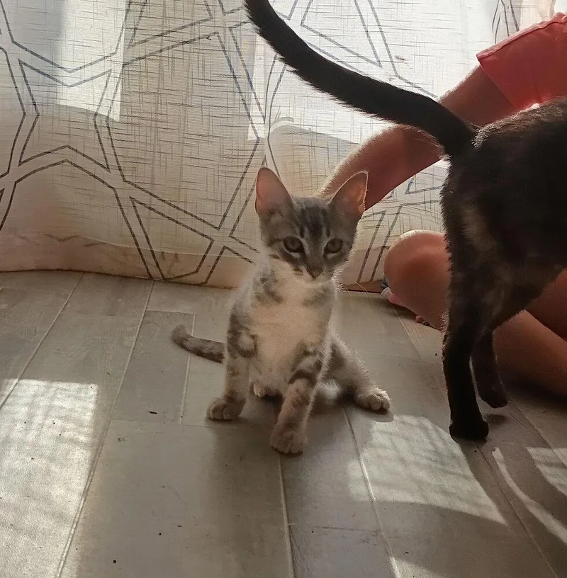 A baby small-sized male Domestic Short Hair cat named Smokey for adoption in Plumerville, AR