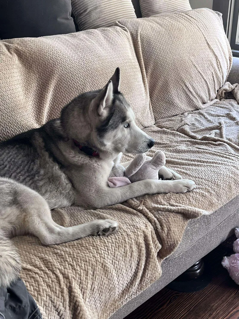 Polar Bear thumbnail 3